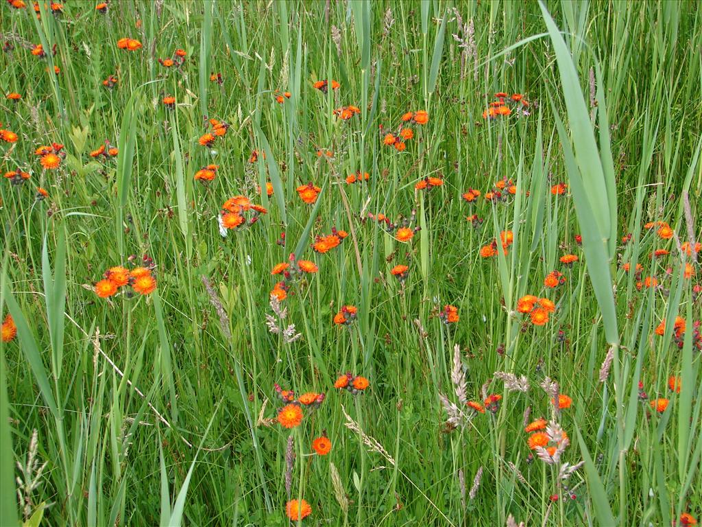 Pilosella aurantiaca (door Adrie van Heerden)