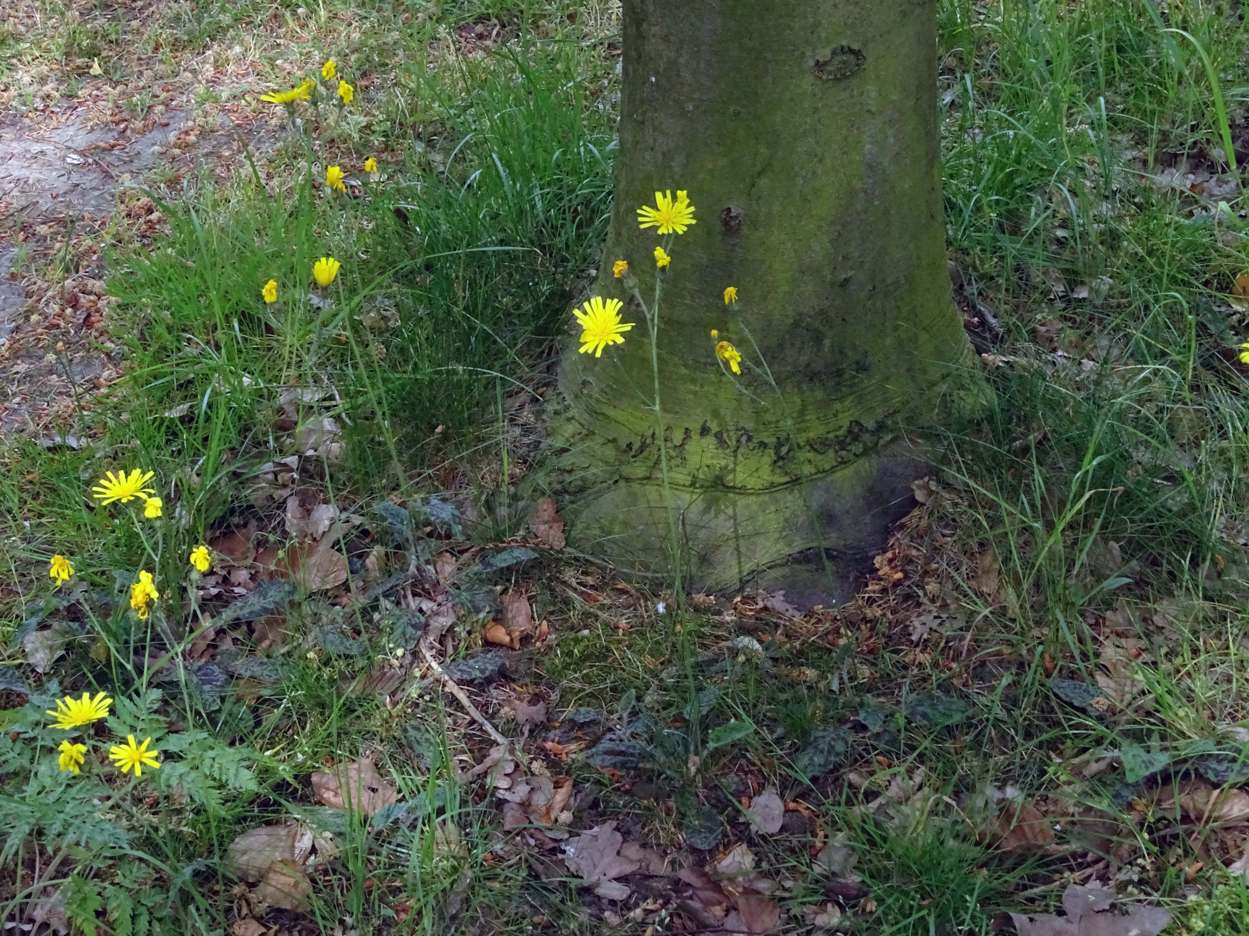 Hieracium glaucinum (door Lieuwe Haanstra)