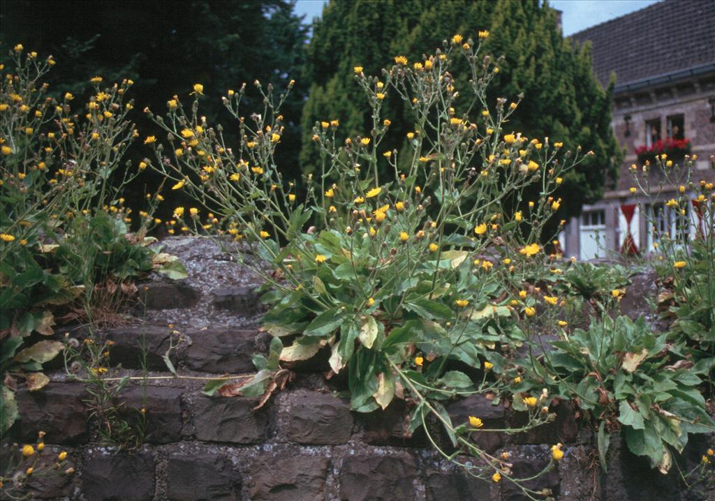 Hieracium sect. Amplexicaulia (door Adrie van Heerden)