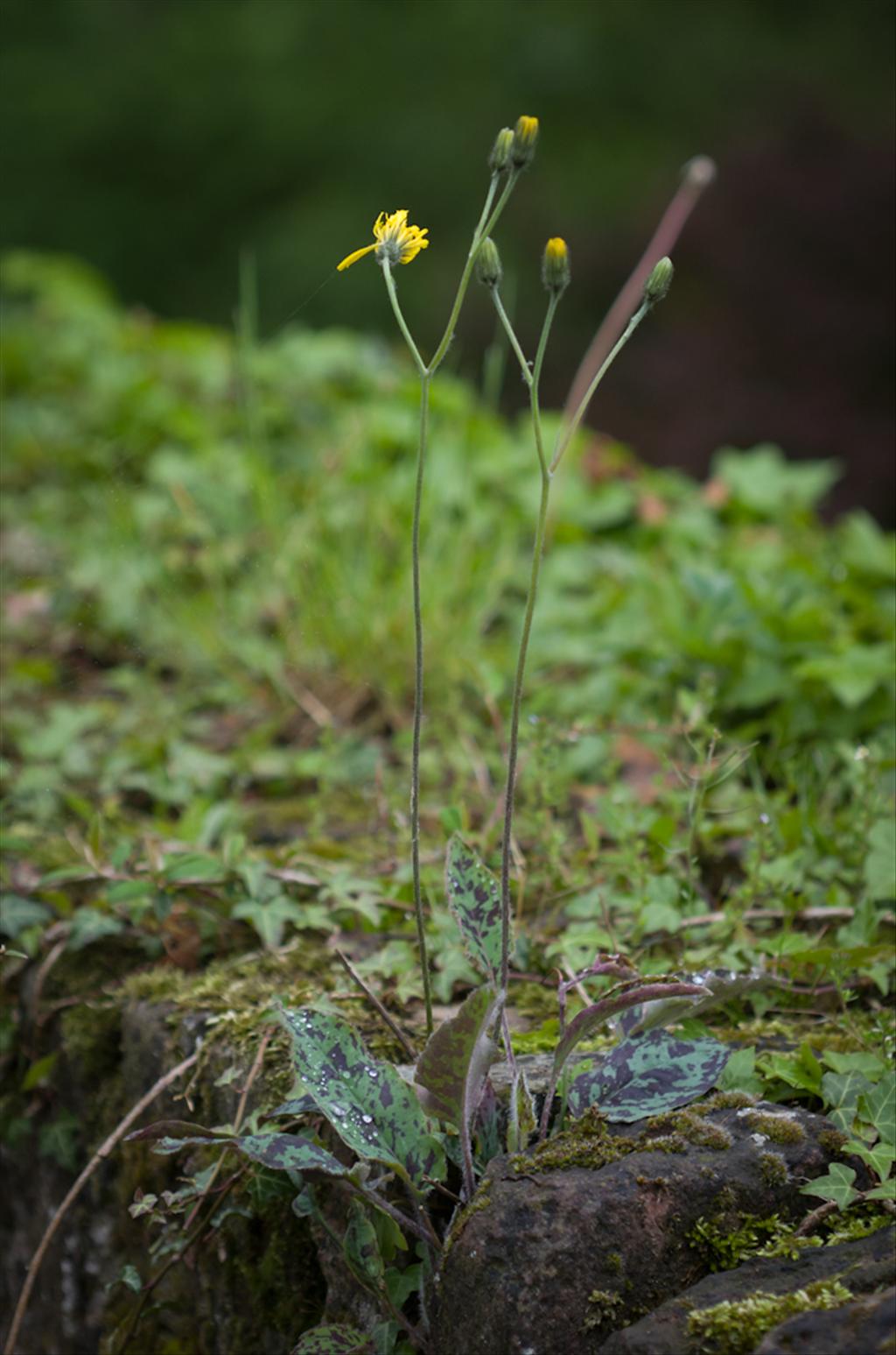Hieracium glaucinum (door Iris de Ronde)