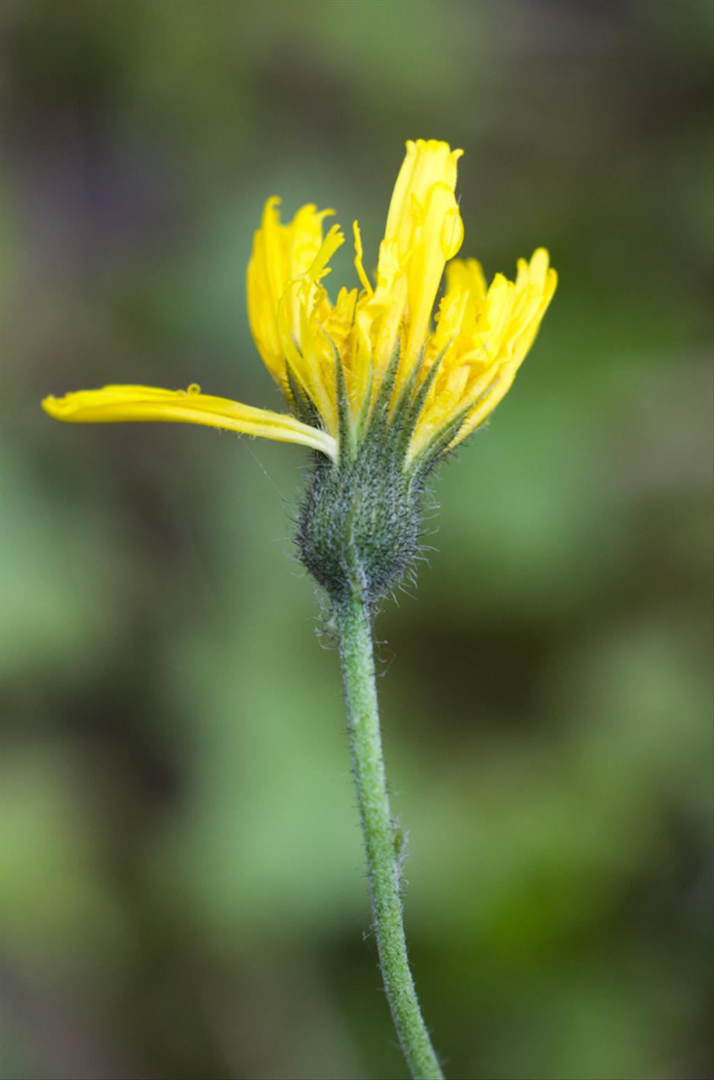 Hieracium glaucinum (door Iris de Ronde)