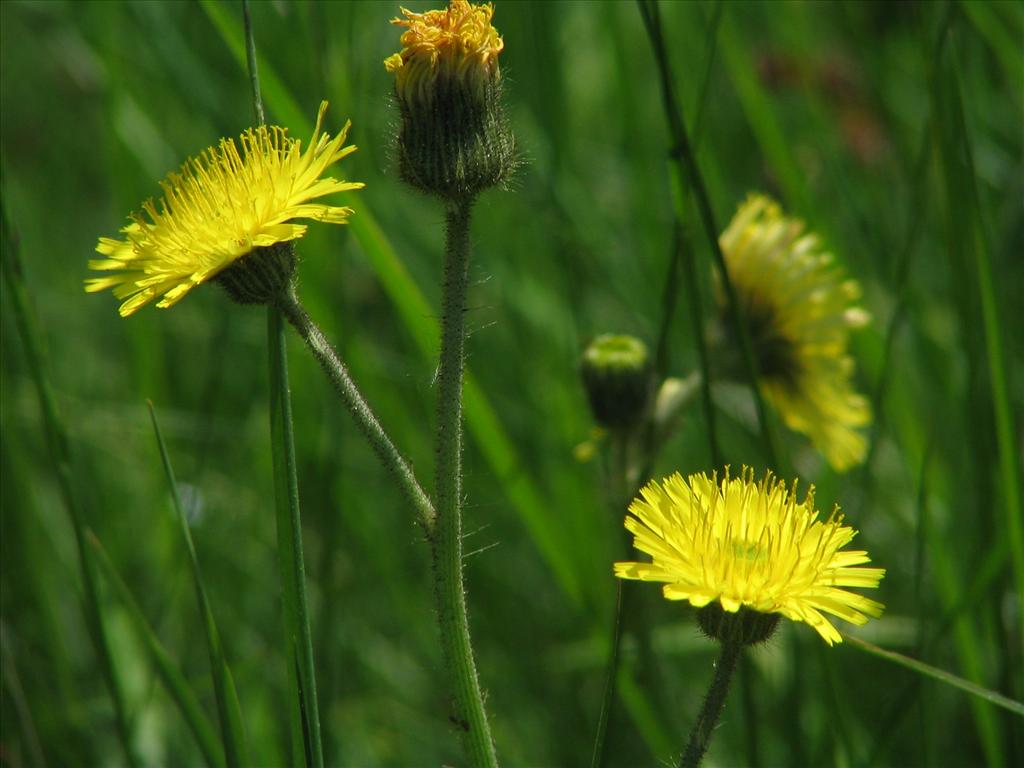 Pilosella x flagellaris (door Pieter Stolwijk)