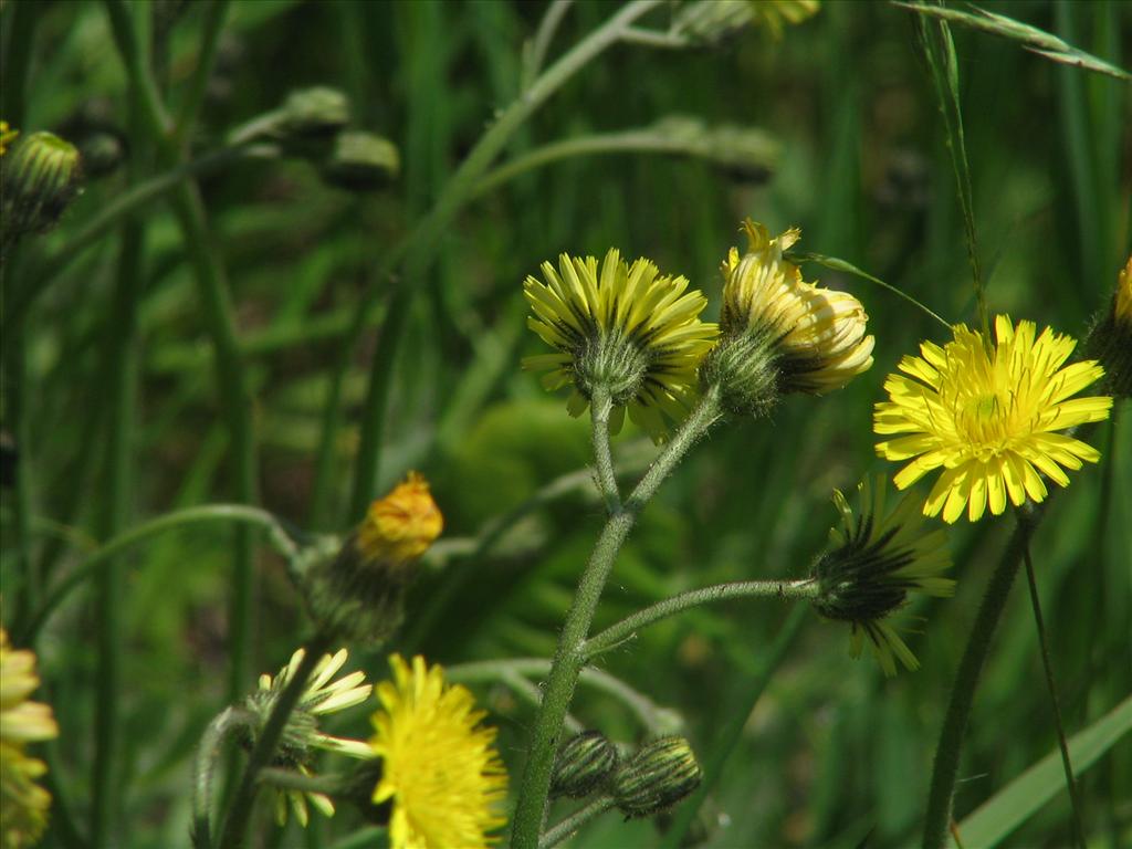 Pilosella x flagellaris (door Pieter Stolwijk)