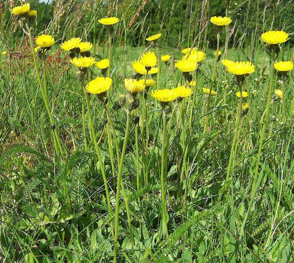 Pilosella lactucella (door Otto Zijlstra)