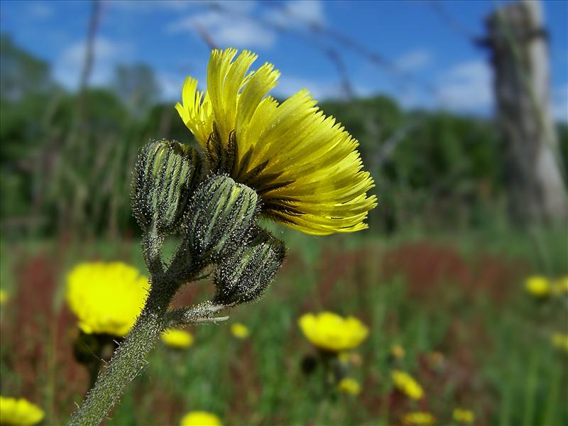 Pilosella lactucella (door Otto Zijlstra)