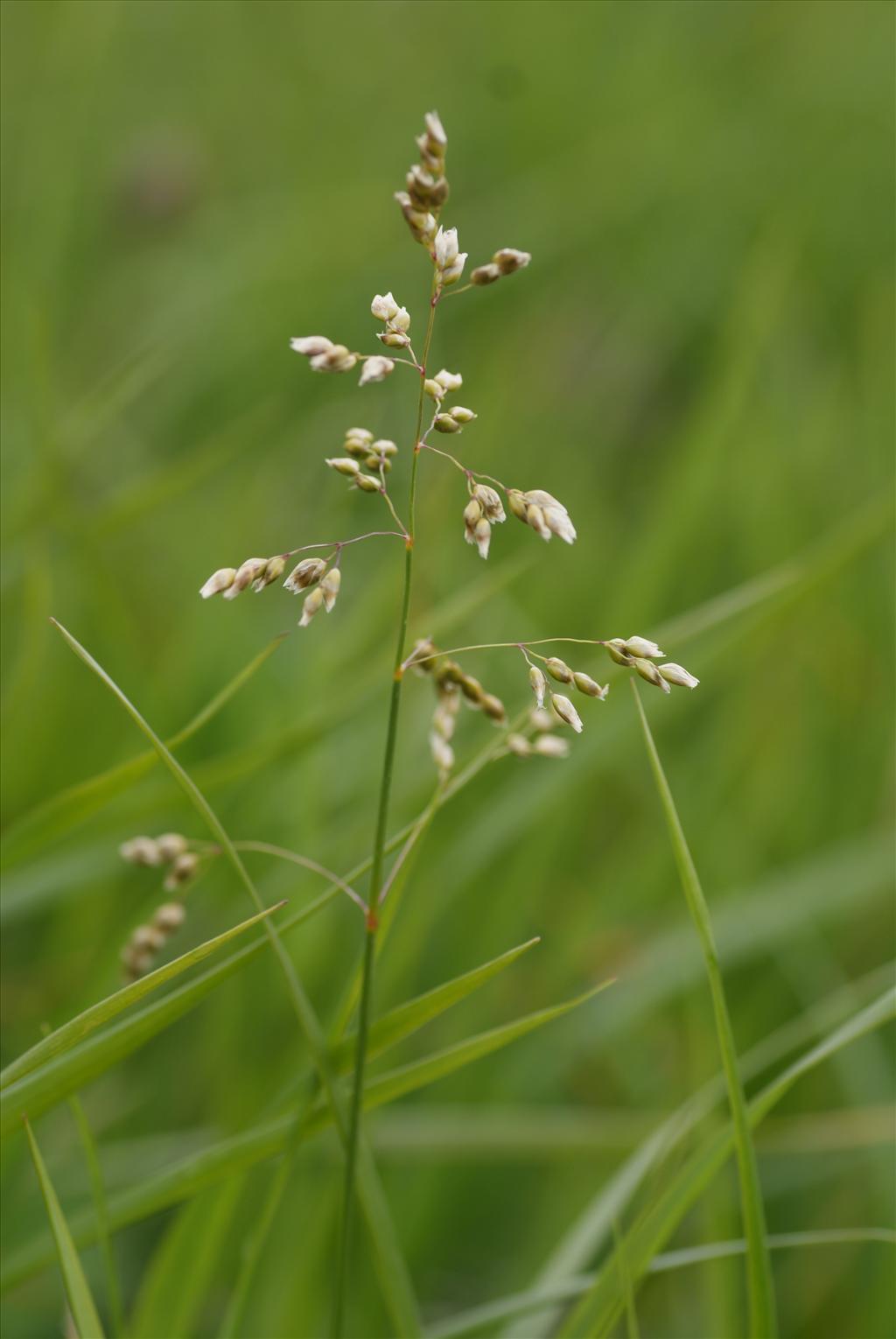 Anthoxanthum nitens (door Adrie van Heerden)