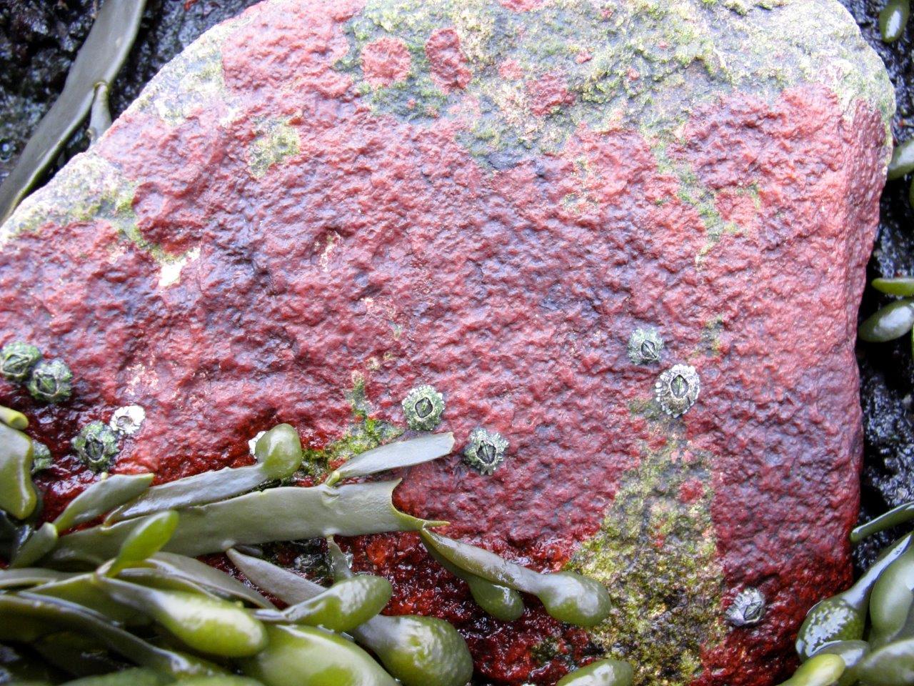 Hildenbrandia rubra (door Mart Karremans)