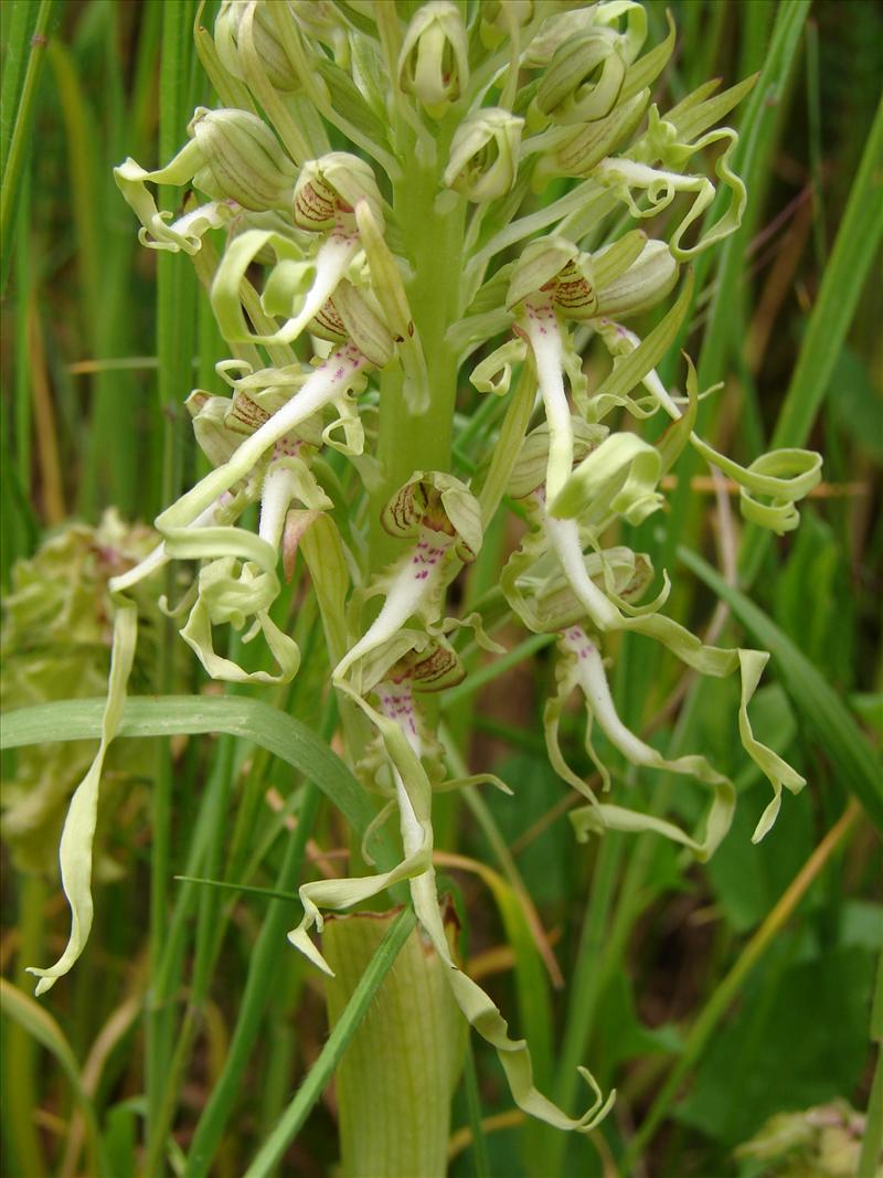 Himantoglossum hircinum (door Adrie van Heerden)