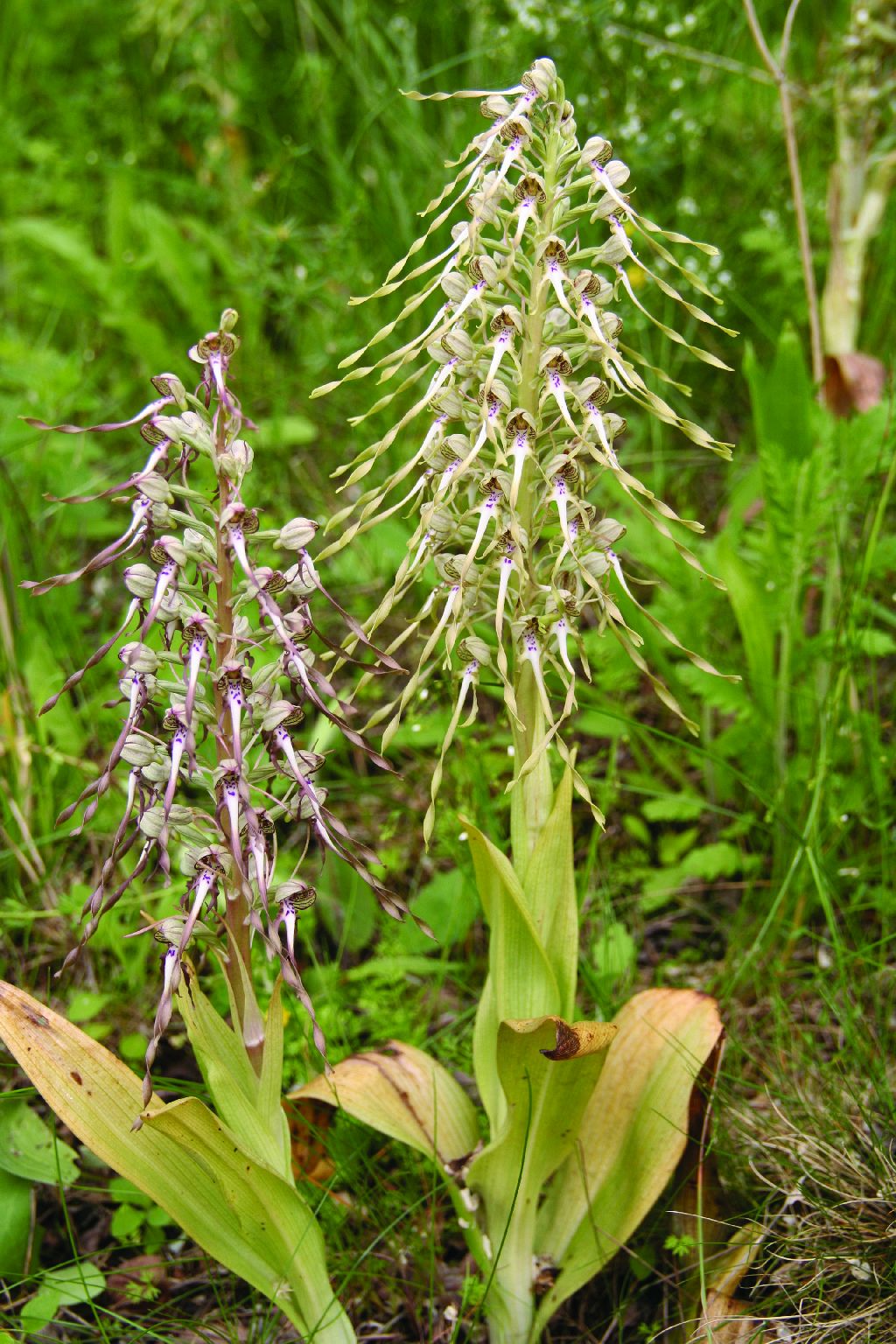 Himantoglossum hircinum (door C.A.J. Kreutz)