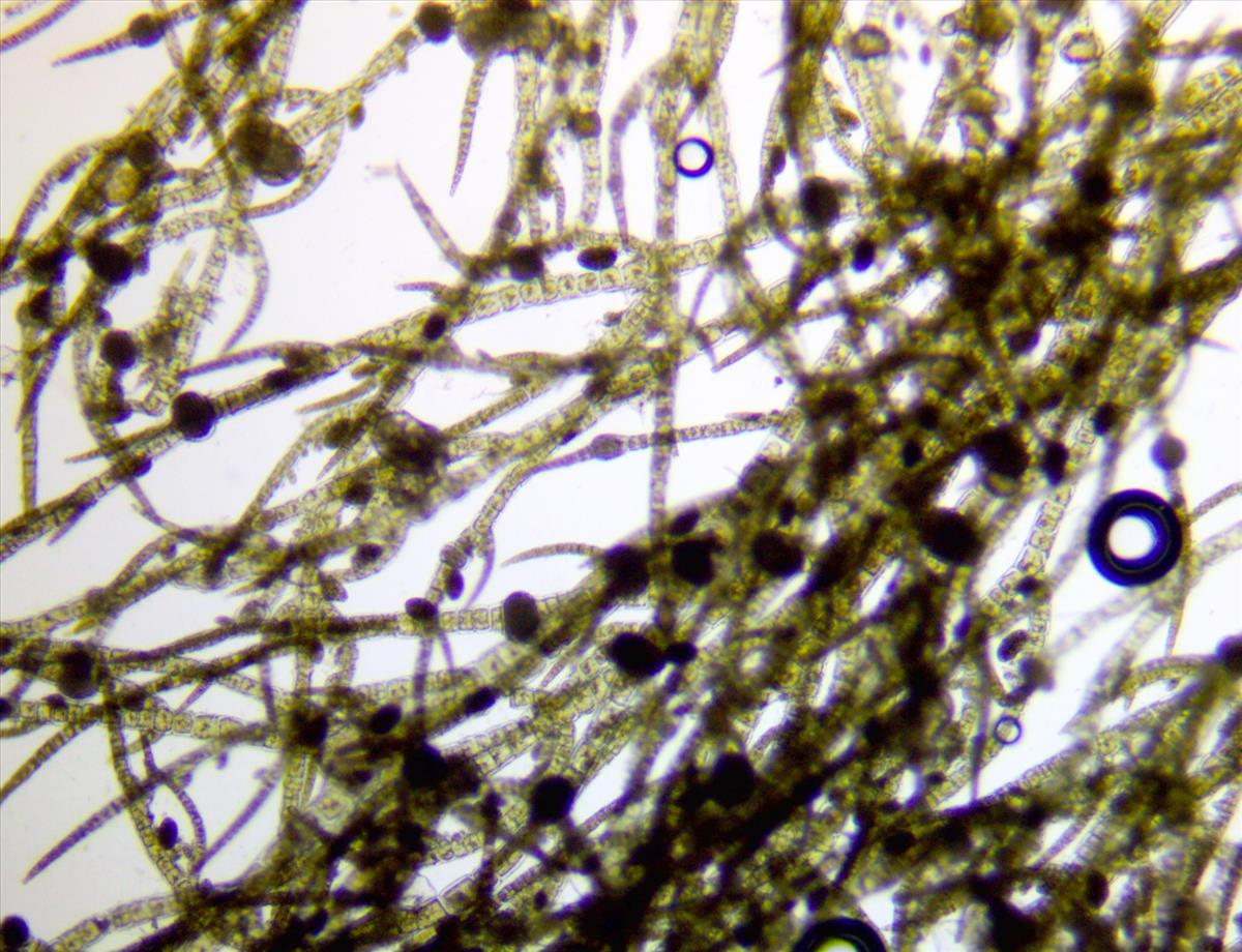 Hincksia granulosa (door Frank Perk)