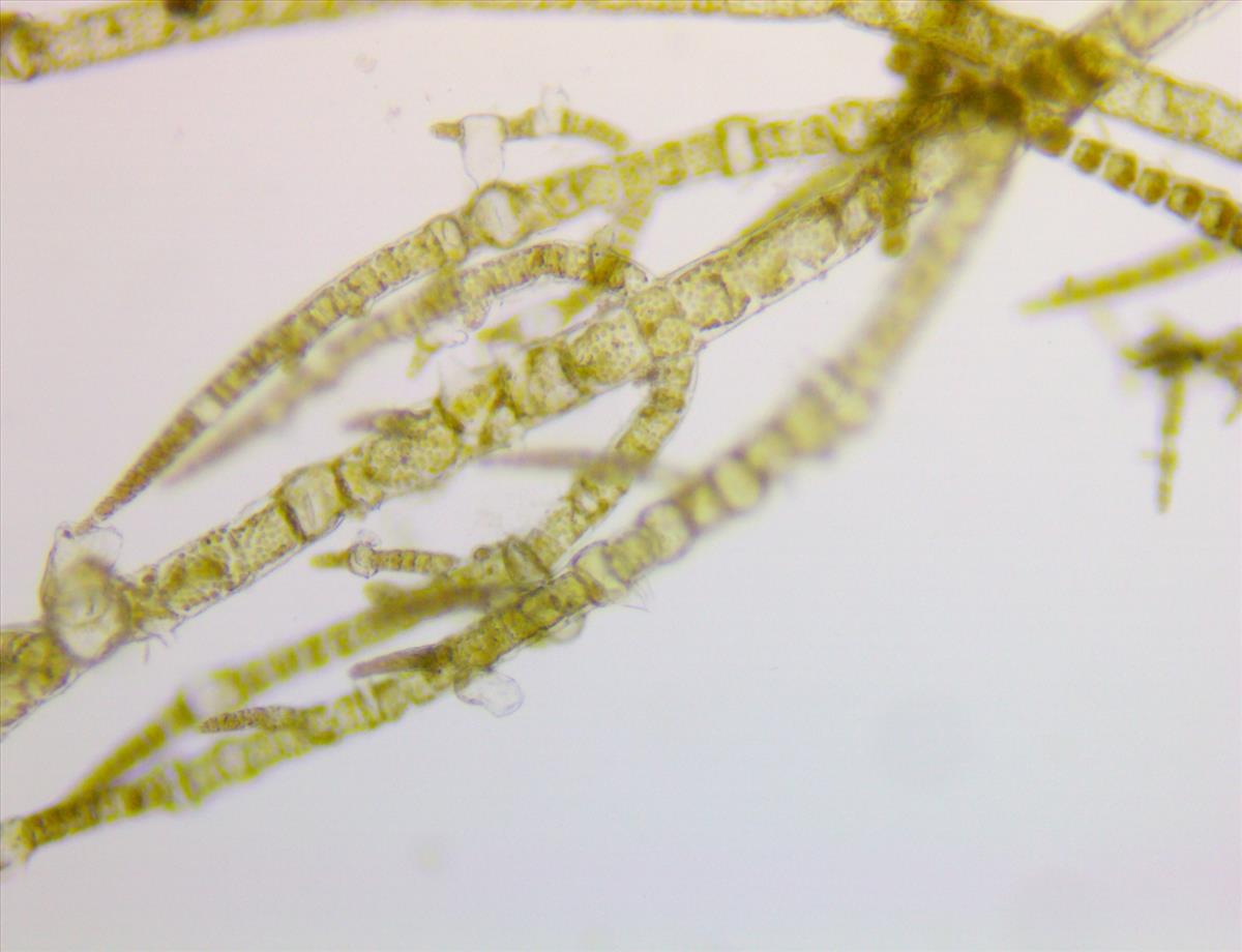 Hincksia granulosa (door Frank Perk)