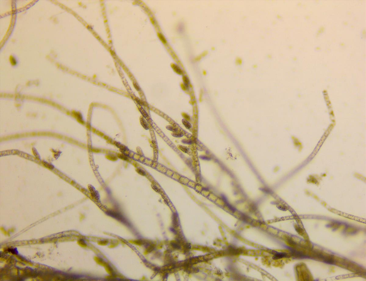 Feldmannia mitchelliae (door Frank Perk)