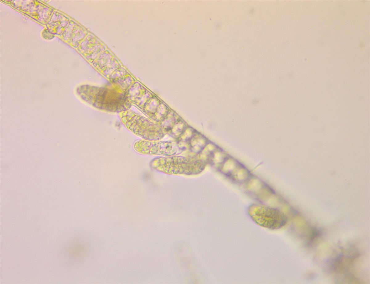 Feldmannia mitchelliae (door Frank Perk)