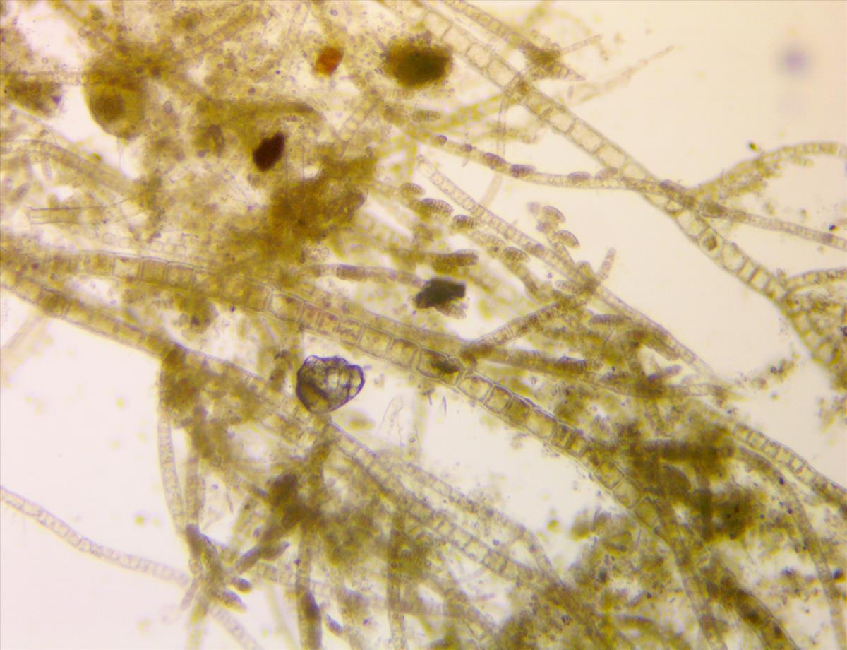 Feldmannia mitchelliae (door Frank Perk)