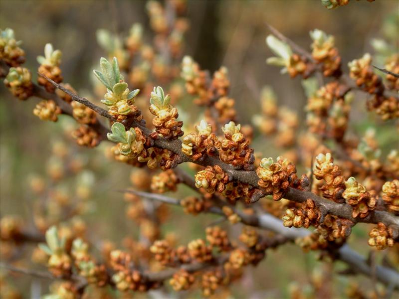 Hippophae rhamnoides (door Adrie van Heerden)