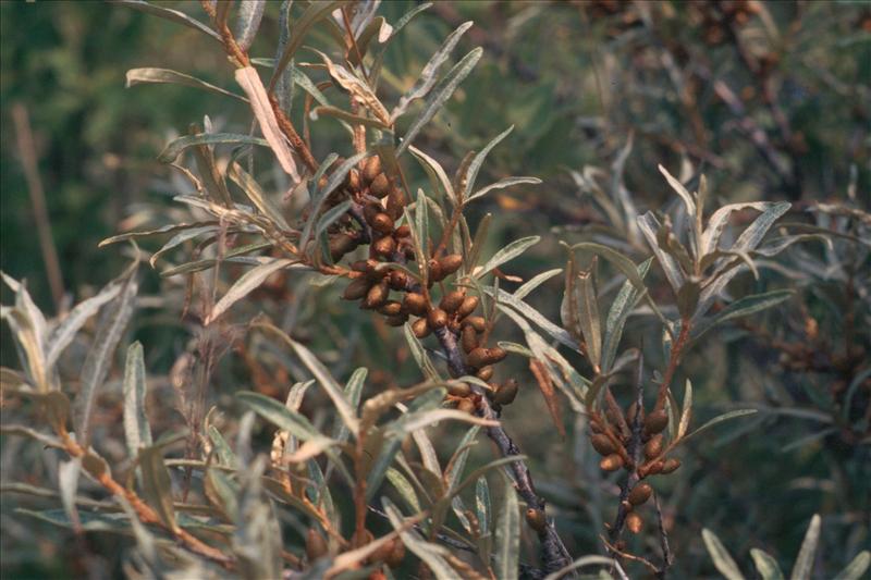 Hippophae rhamnoides (door Adrie van Heerden)