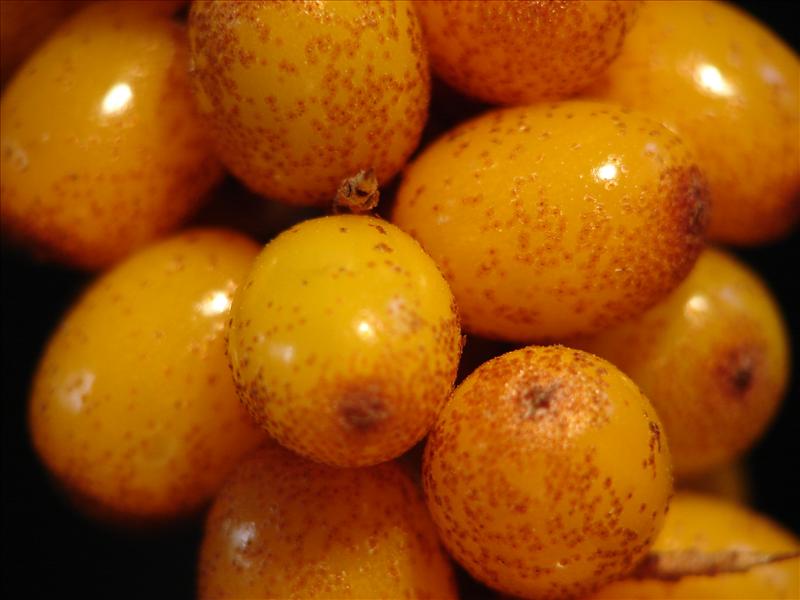 Hippophae rhamnoides (door Adrie van Heerden)