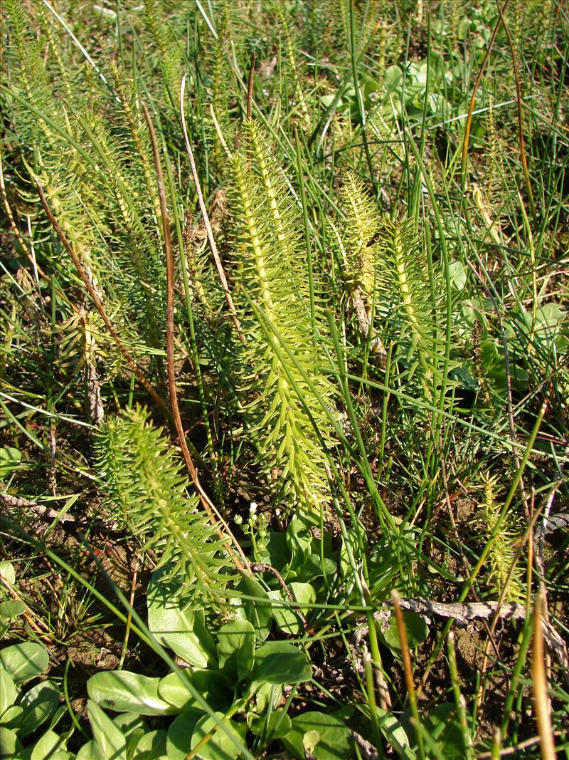 Hippuris vulgaris (door Adrie van Heerden)