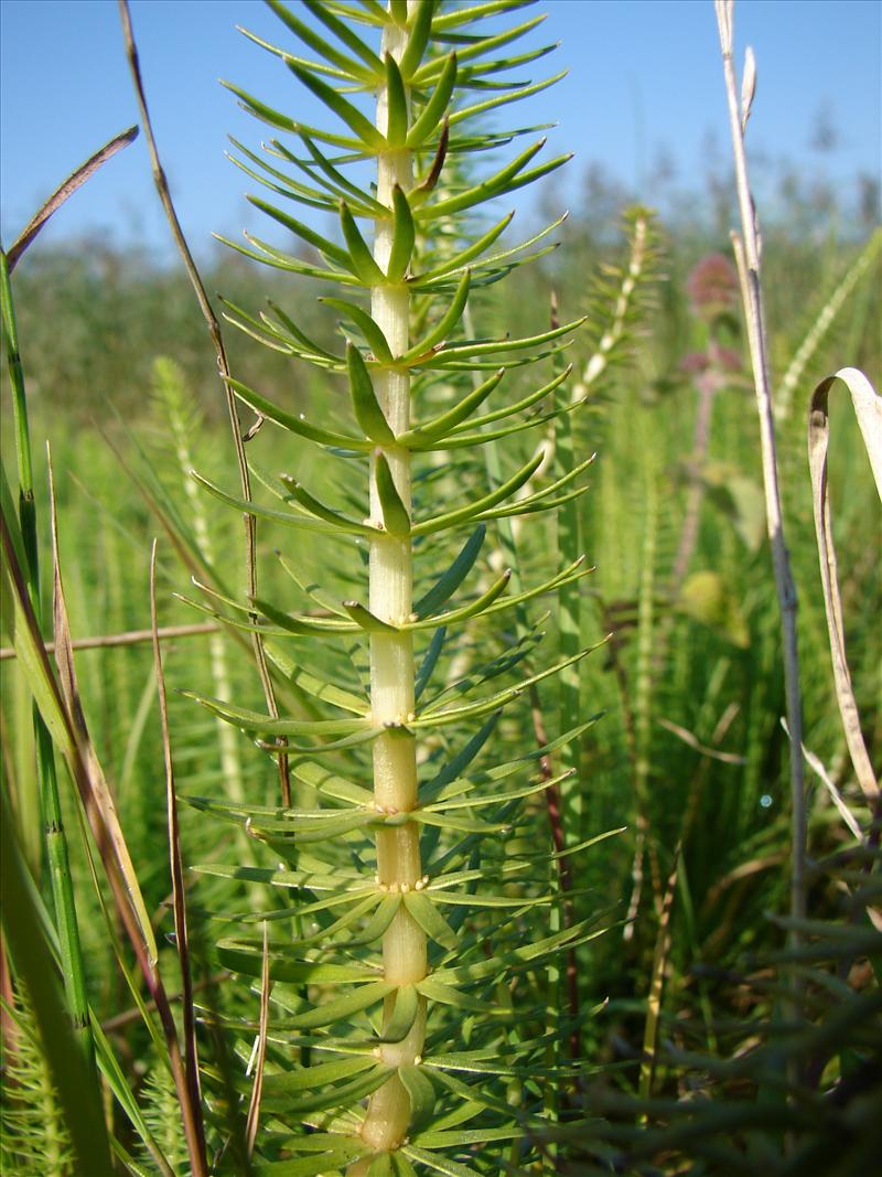 Hippuris vulgaris (door Adrie van Heerden)