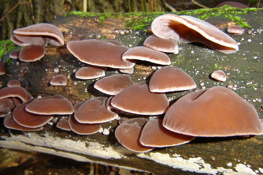 Auricularia auricula-judae (door Gert Immerzeel)