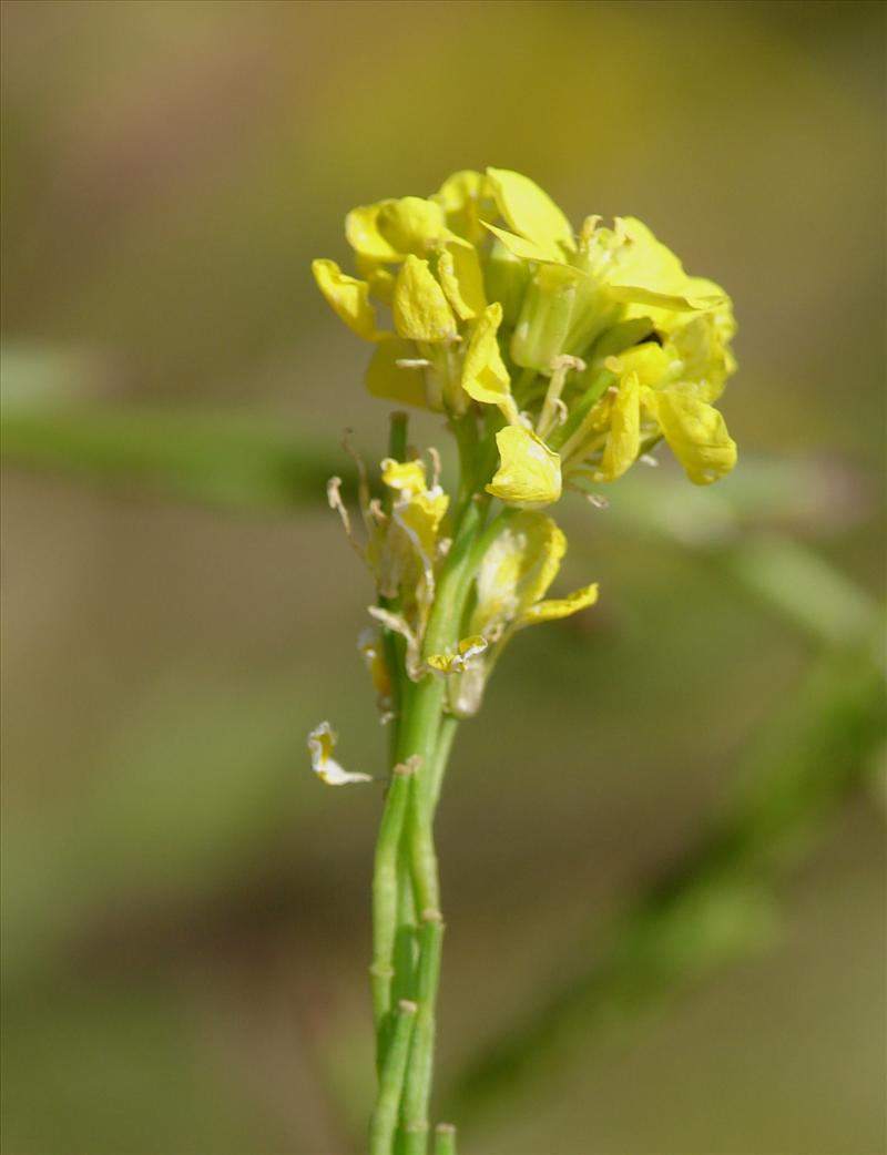 Hirschfeldia incana (door Adrie van Heerden)