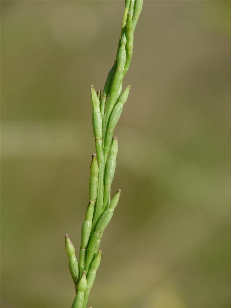 Hirschfeldia incana (door Adrie van Heerden)