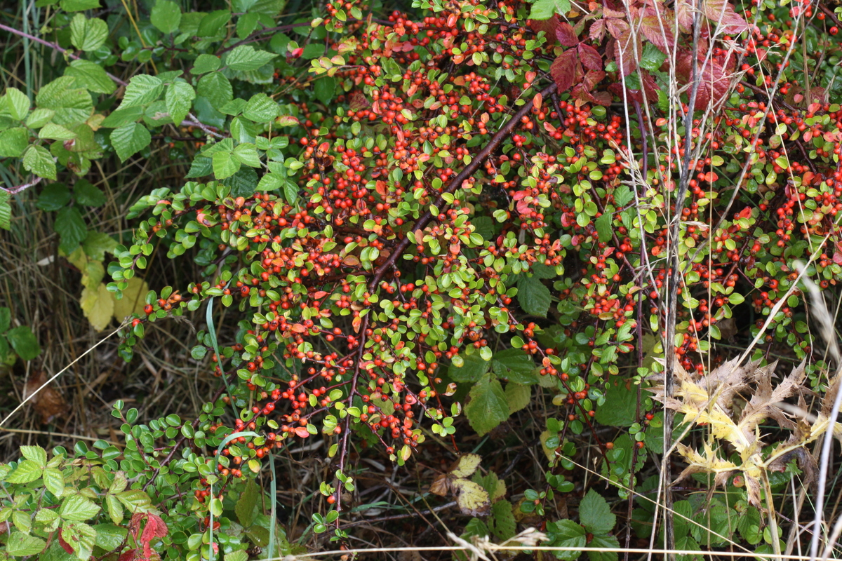 Cotoneaster apiculatus (door Peter Meininger)