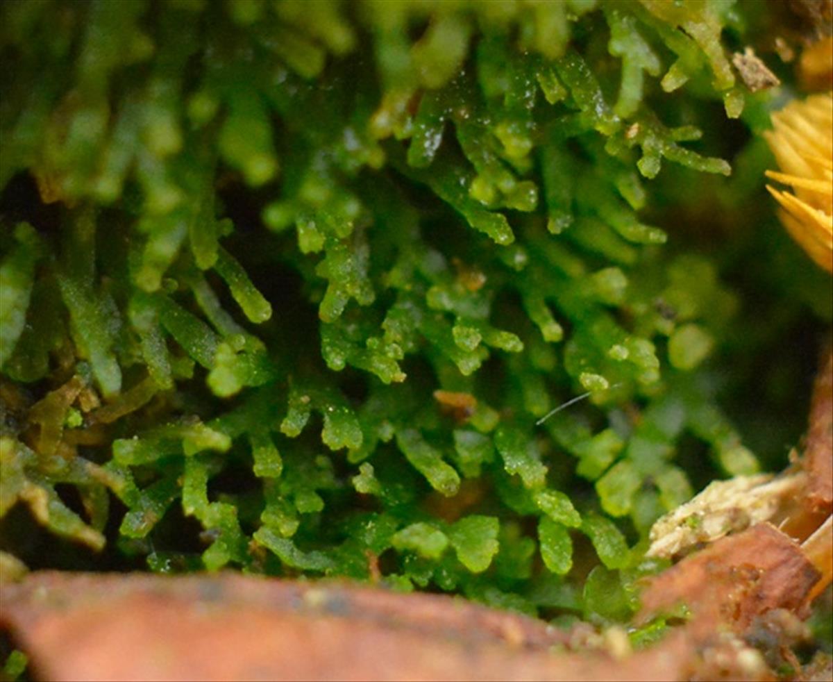 Riccardia palmata (door Ronald Morsink)