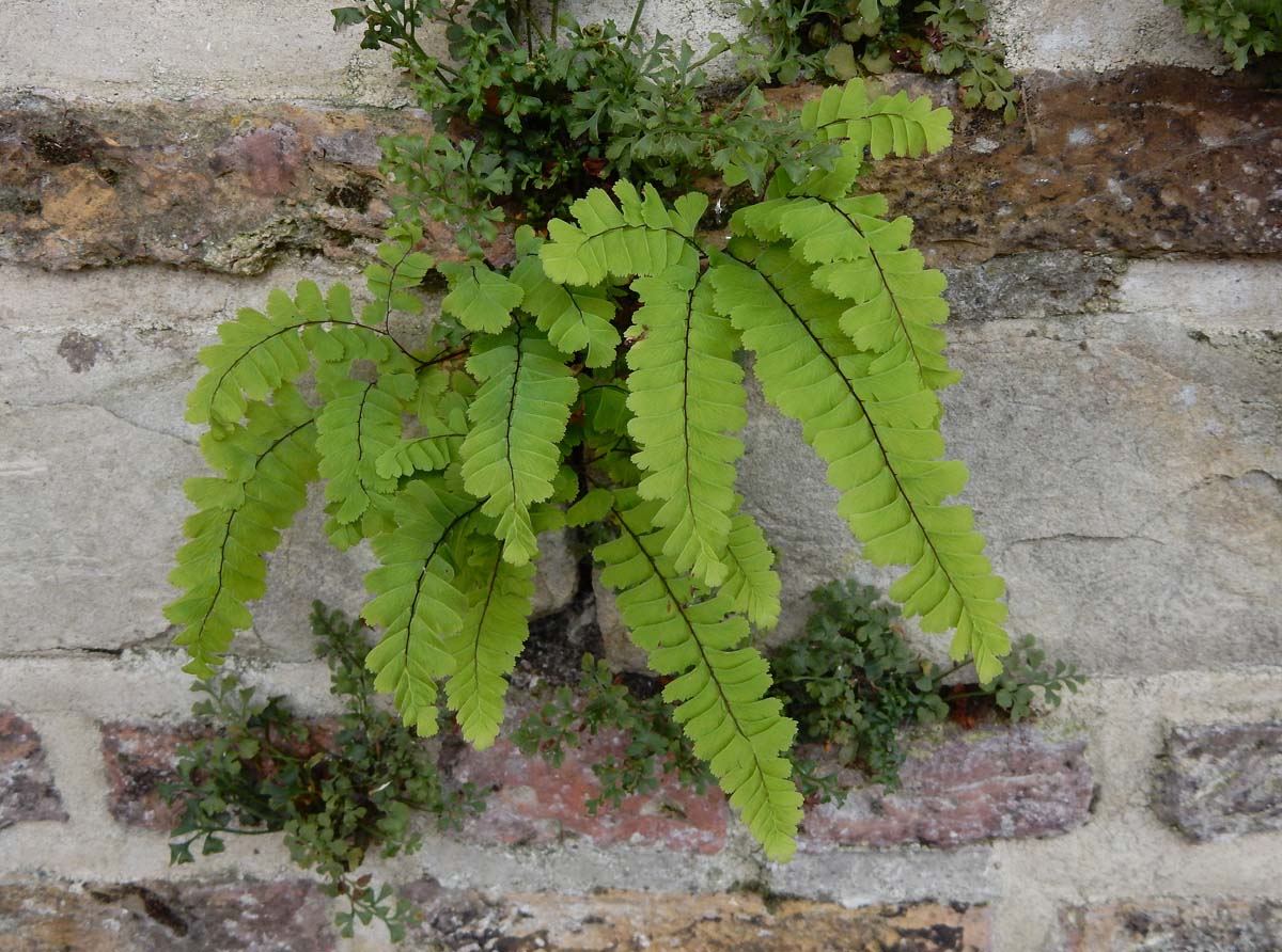 Adiantum pedatum (door Ed Stikvoort | Saxifraga)