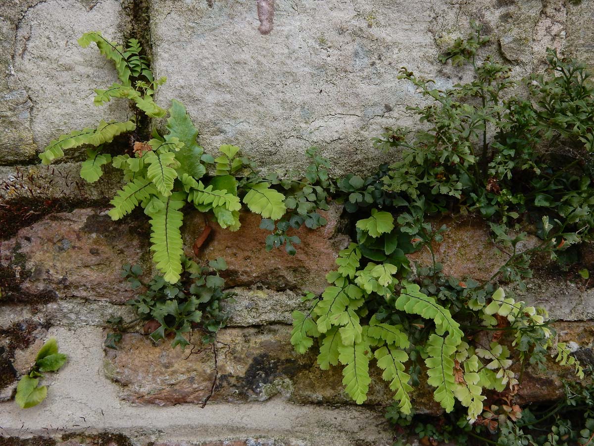 Adiantum pedatum (door Ed Stikvoort | Saxifraga)