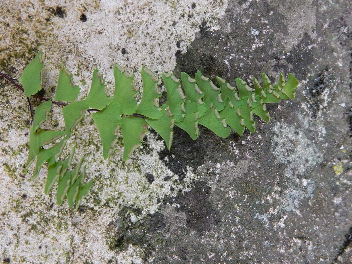 Adiantum pedatum (door Ed Stikvoort | Saxifraga)