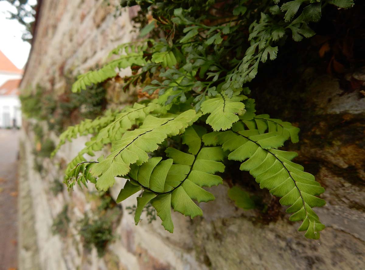 Adiantum pedatum (door Ed Stikvoort | Saxifraga)