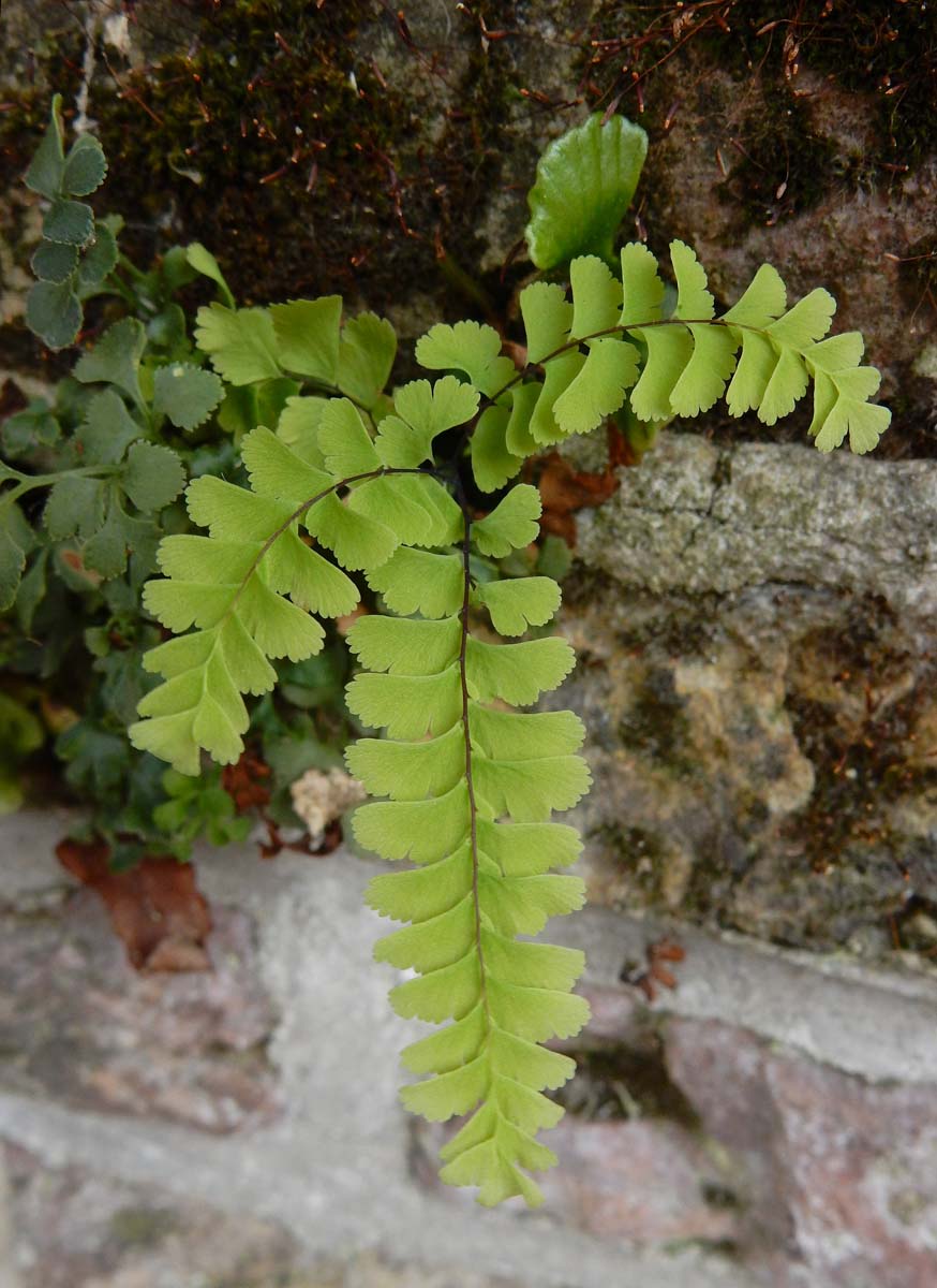 Adiantum pedatum (door Ed Stikvoort | Saxifraga)