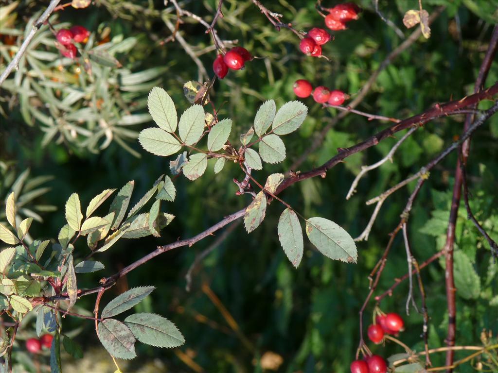 Rosa glauca (door Willemien Troelstra)