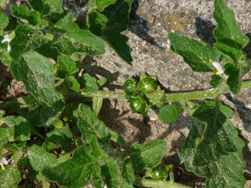 Solanum nitidibaccatum (door Willemien Troelstra)