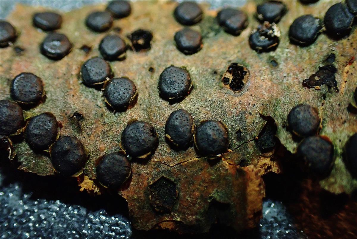 Diatrype disciformis (door Henk Remijn)