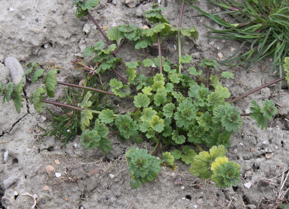 Lamium amplexicaule (door Peter Meininger)