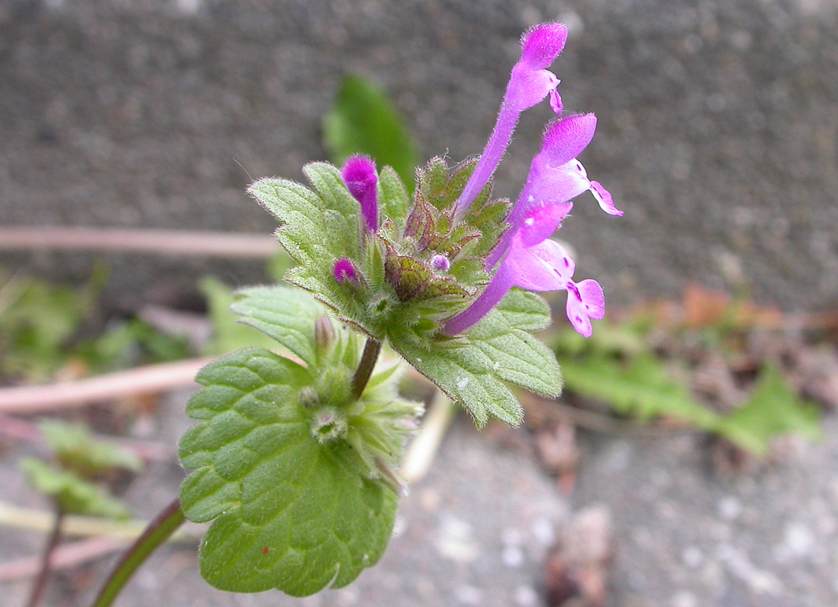 Lamium amplexicaule (door Peter Meininger)