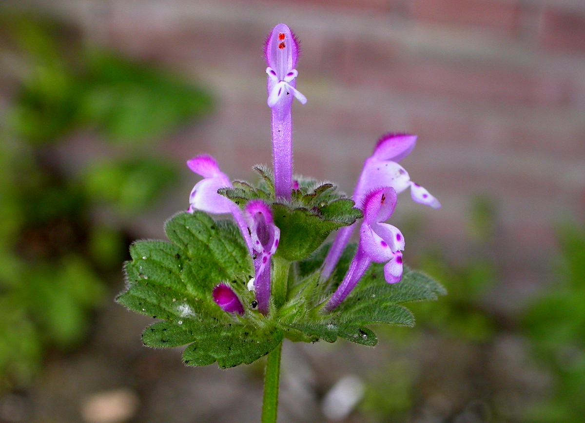 Lamium amplexicaule (door Peter Meininger)