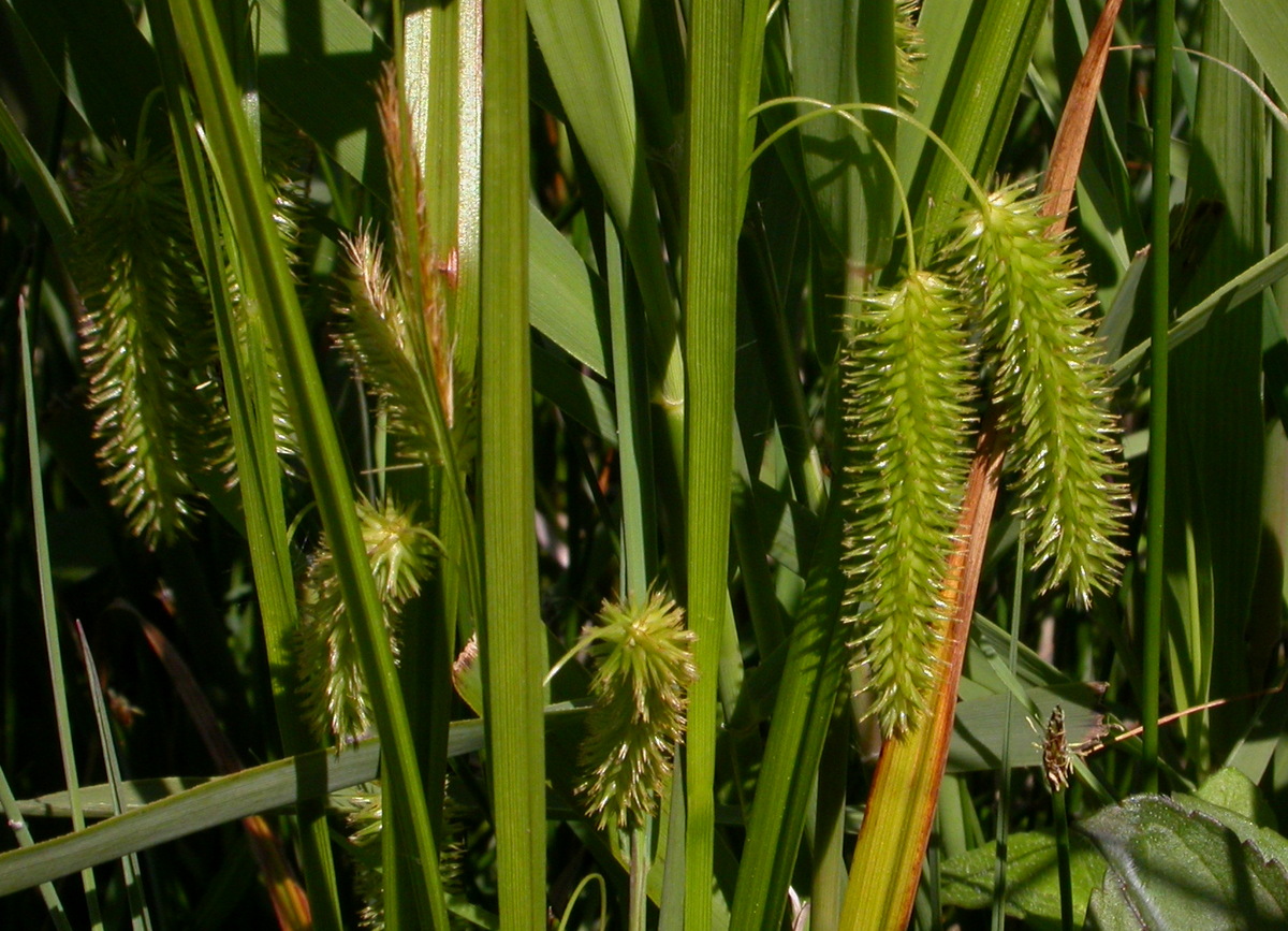 Carex pseudocyperus (door Peter Meininger)