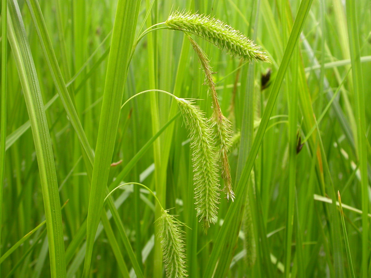 Carex pseudocyperus (door Peter Meininger)