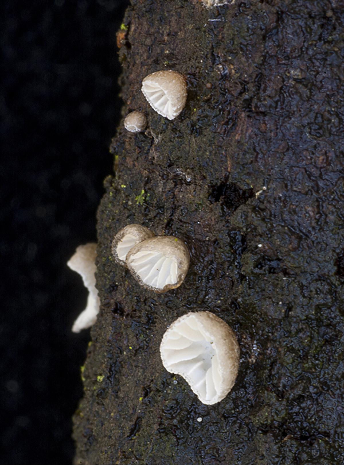 Hohenbuehelia cyphelliformis (door Nico Dam)