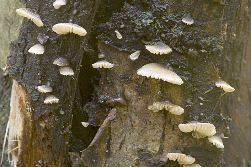 Hohenbuehelia fluxilis (door Nico Dam)