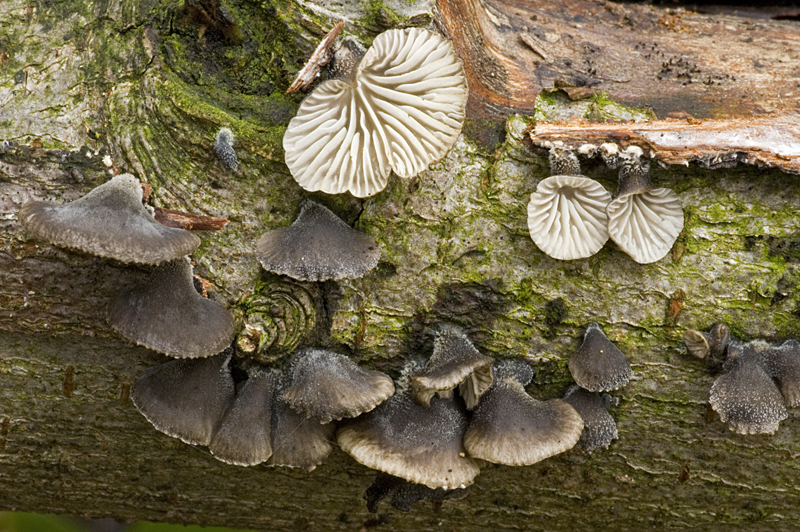 Hohenbuehelia atrocoerulea (door Nico Dam)