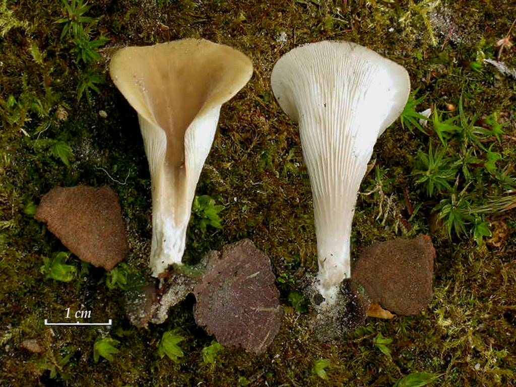 Hohenbuehelia auriscalpium (door Jaap Wisman)