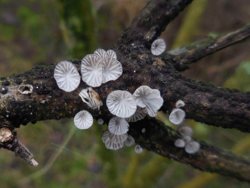 Hohenbuehelia cyphelliformis (door Marian Jagers)