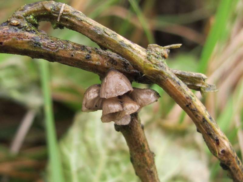 Hohenbuehelia cyphelliformis (door Marian Jagers)