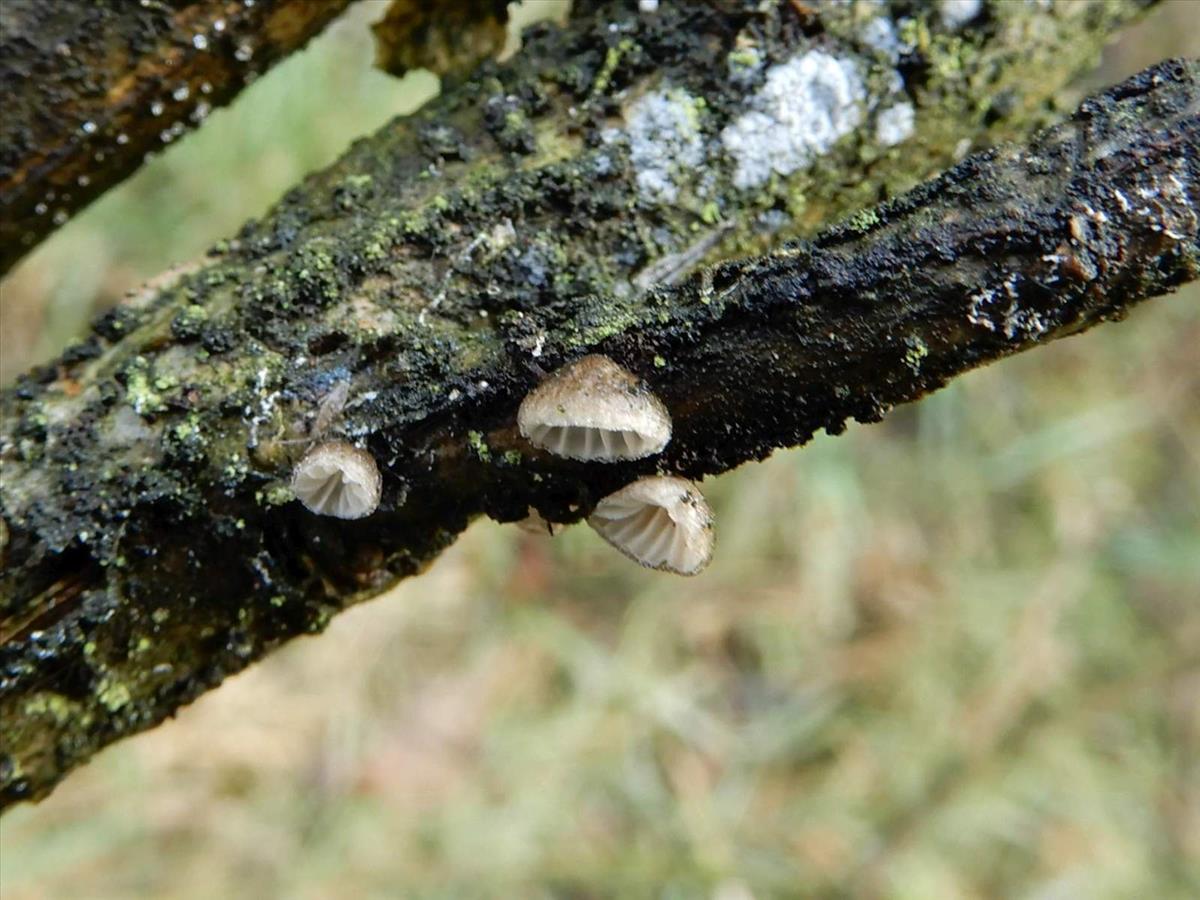 Hohenbuehelia cyphelliformis (door Marian Jagers)