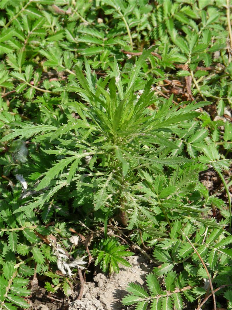 Artemisia biennis (door Willemien Troelstra)