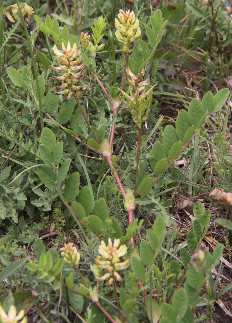 Astragalus glycyphyllos (door Peter Meininger)